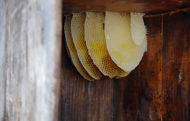 ミツバチの巣[福山市ミツバチ駆除サービス]