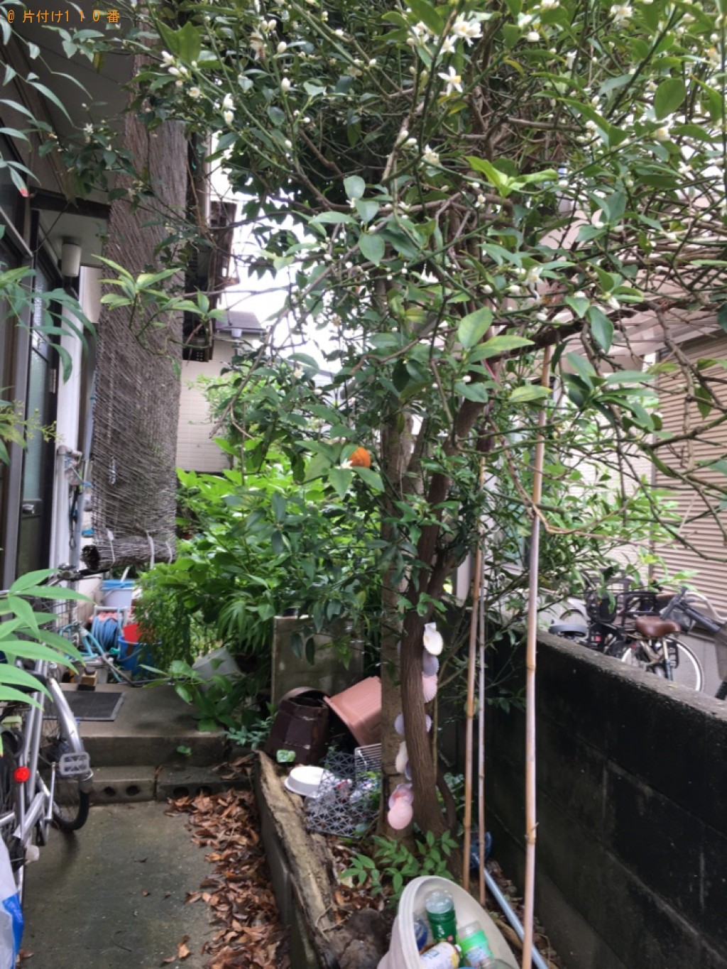 木の剪定作業ご依頼　お客様の声