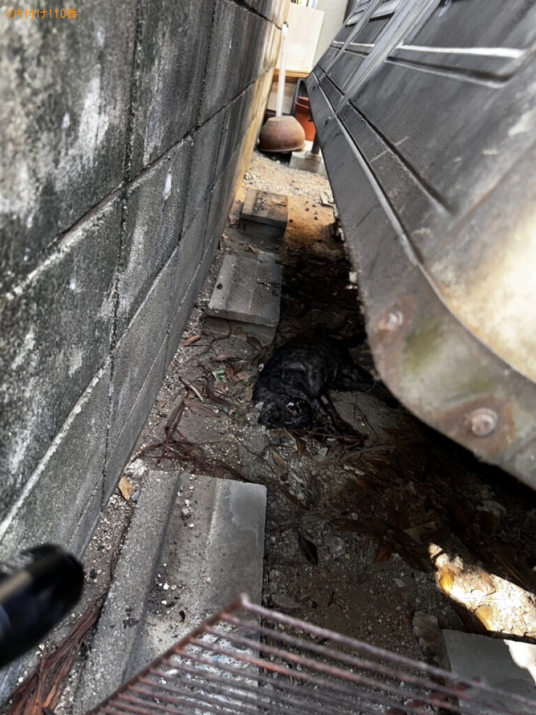 【福山市】倉庫の下の奥の方にある死骸の回収・処分ご依頼