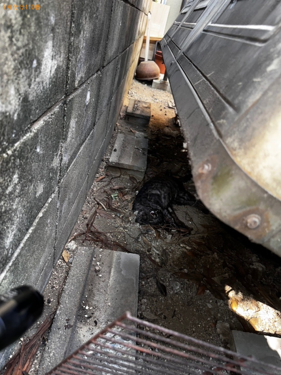 【福山市】倉庫の下の奥の方にある死骸の回収・処分ご依頼